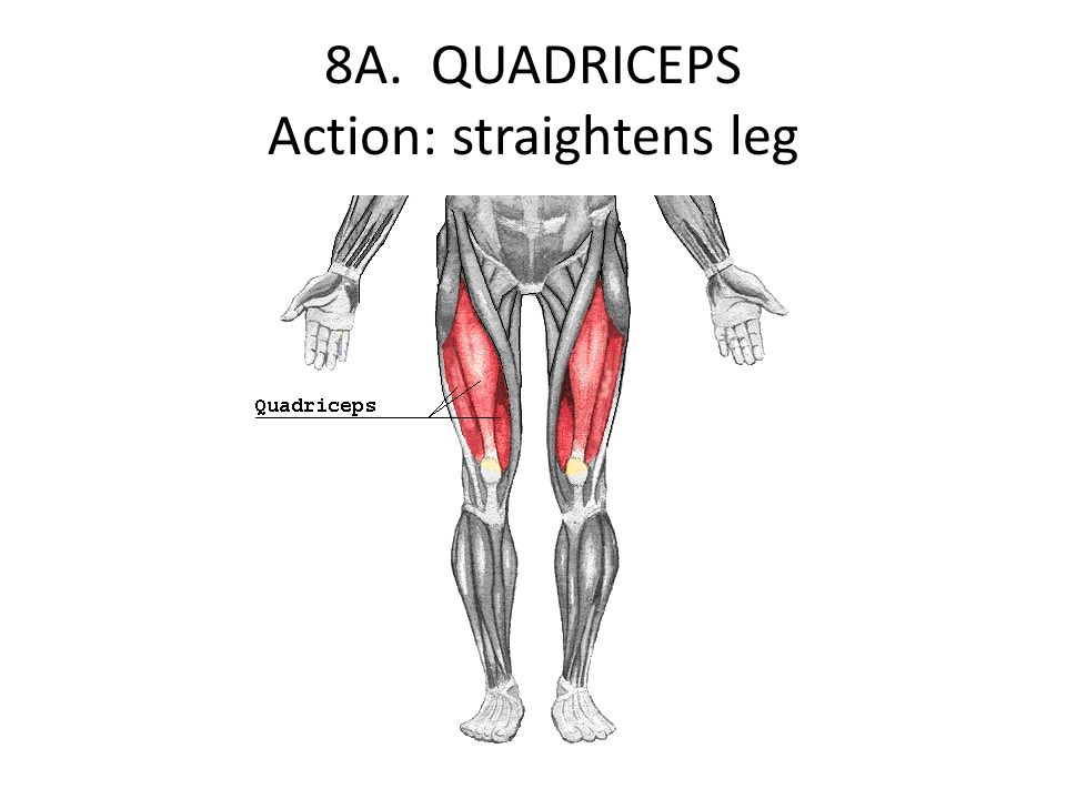 8A. QUADRICEPS Action: straightens leg