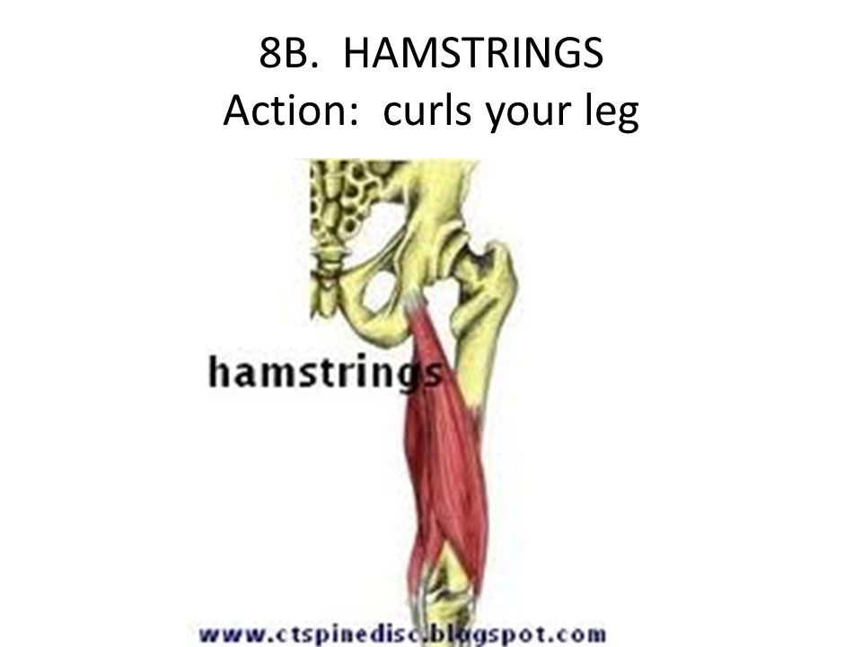 8B. HAMSTRINGS Action: curls your leg