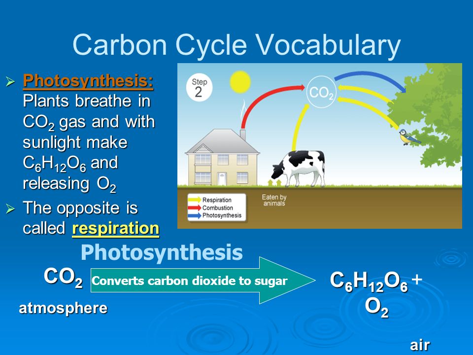 the carbon cycle objectives to describe the main steps carbon cycle steps