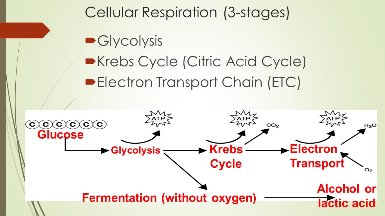 Glycolysis Krebs Cycle Electron Transport Chain Chart