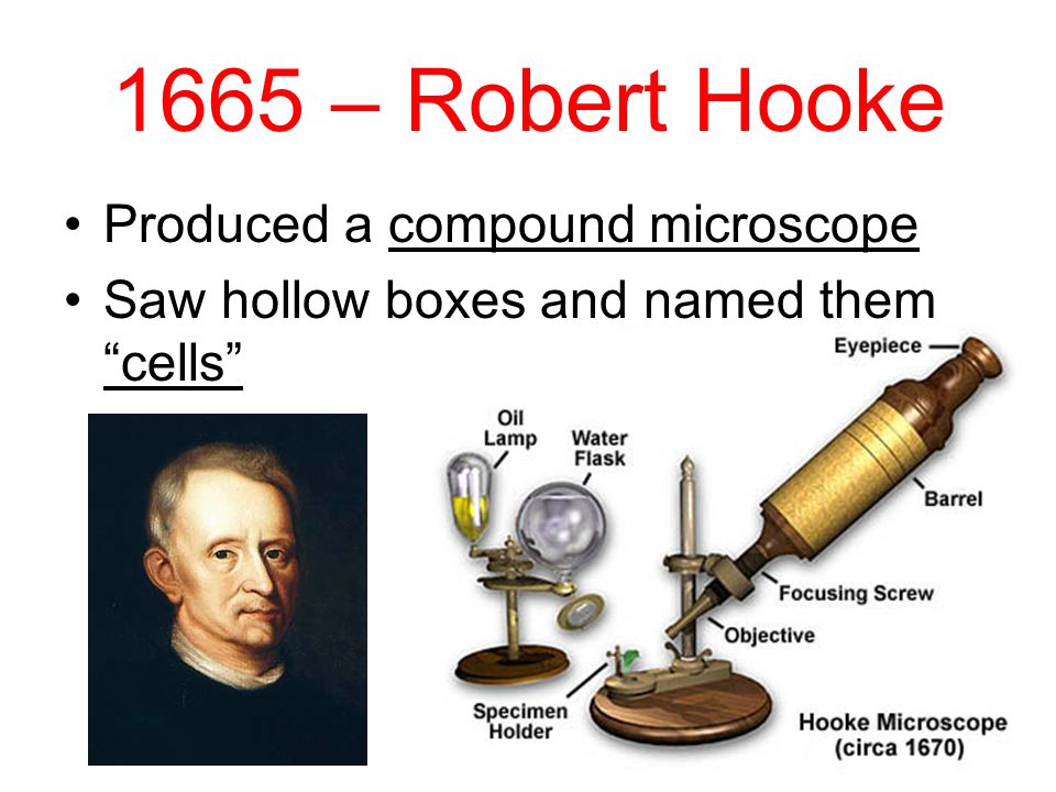 Section 7-1 The History of the Cell Theory and Microscopes. - ppt download