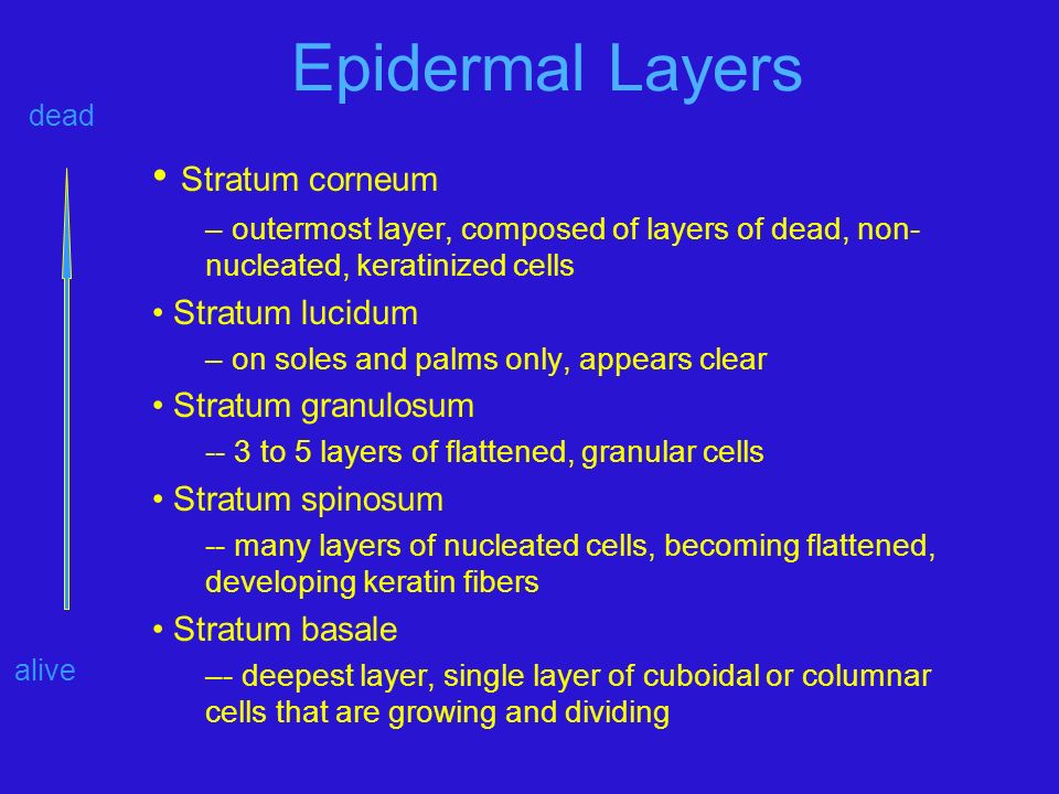 Epidermal Layers Stratum corneum – outermost layer, composed of layers of dead, non- nucleated, keratinized cells Stratum lucidum – on soles and palms only, appears clear Stratum granulosum -- 3 to 5 layers of flattened, granular cells Stratum spinosum -- many layers of nucleated cells, becoming flattened, developing keratin fibers Stratum basale –- deepest layer, single layer of cuboidal or columnar cells that are growing and dividing alive dead