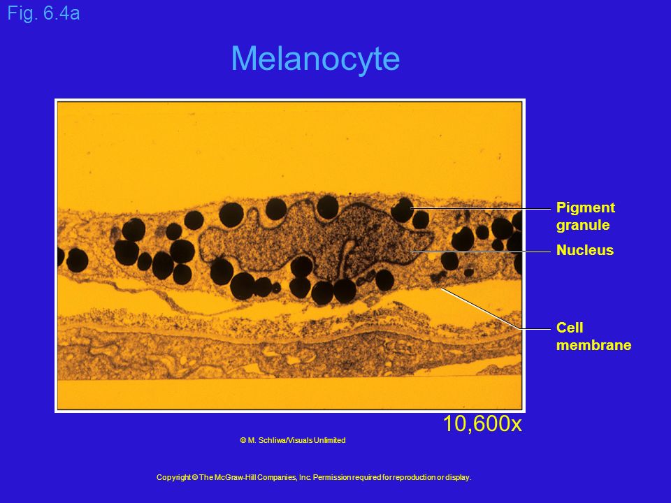 Fig. 6.4a Pigment granule Nucleus Cell membrane Copyright © The McGraw-Hill Companies, Inc.