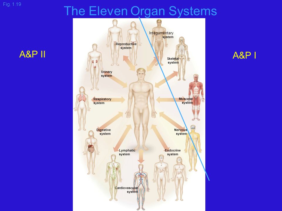 Integumentary system Skeletal system Muscular system Nervous system Digestive system Endocrine system Cardiovascular system Lymphatic system Respiratory system Urinary system Reproductive system Fig.