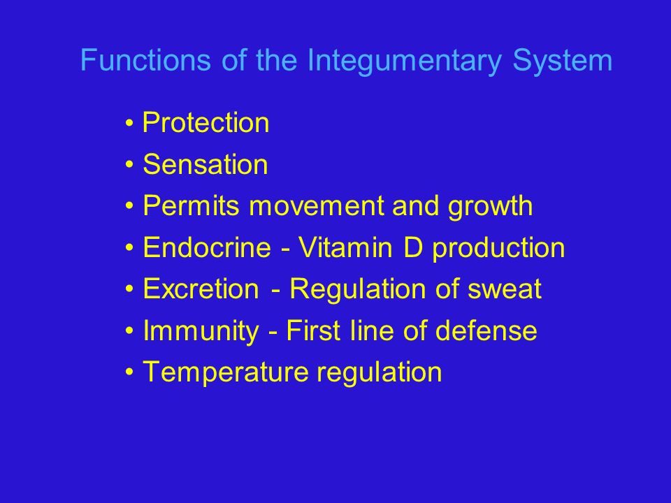 Functions of the Integumentary System Protection Sensation Permits movement and growth Endocrine - Vitamin D production Excretion - Regulation of sweat Immunity - First line of defense Temperature regulation