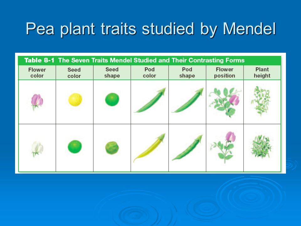 Chapter 8 Mendel and Heredity Section 1: The Origins of Genetics ...