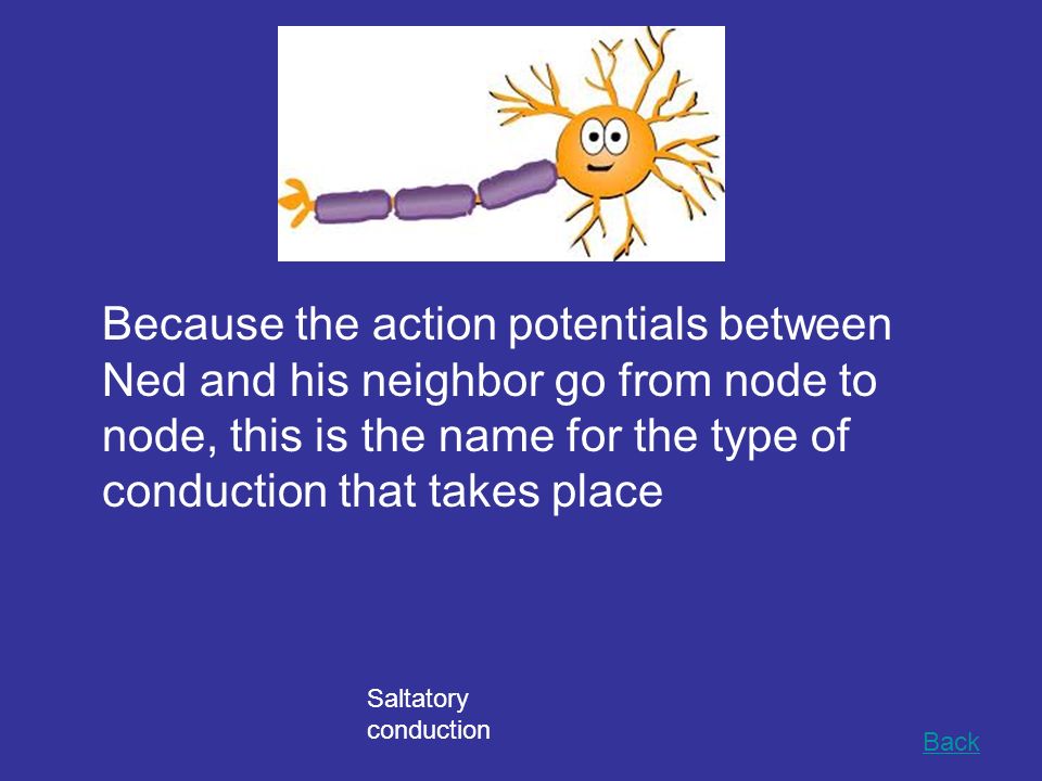 Because the action potentials between Ned and his neighbor go from node to node, this is the name for the type of conduction that takes place Back Saltatory conduction