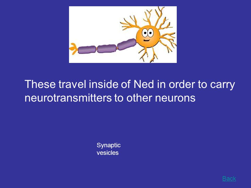 These travel inside of Ned in order to carry neurotransmitters to other neurons Back Synaptic vesicles