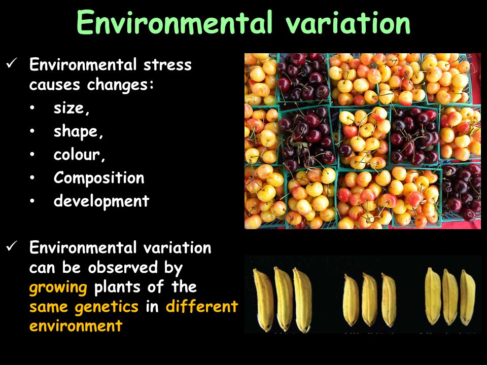 Αποτέλεσμα εικόνας για Environmental variation