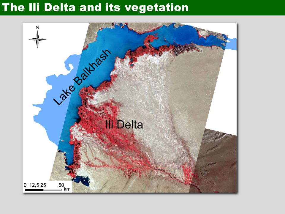 The Ili Delta and its vegetation