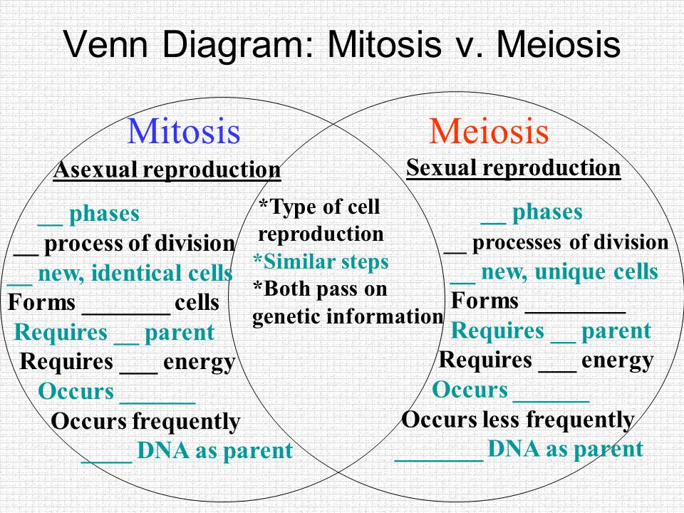 Venn Diagram Of Meiosis And Mitosis Bunya.