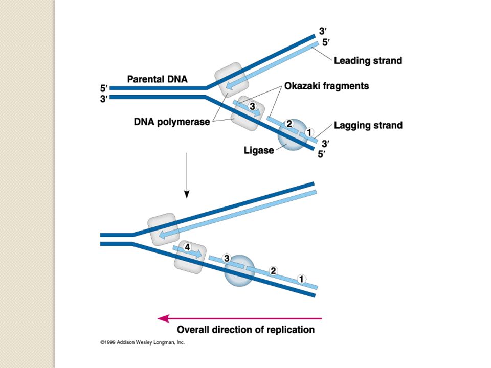 Направление матричной цепи днк. Синтез дочерних цепей ДНК осуществляется в направлении. В каком направлении идет репликация ДНК. Направление репликации ДНК. Репликация ДНК на лидирующей цепи происходит.