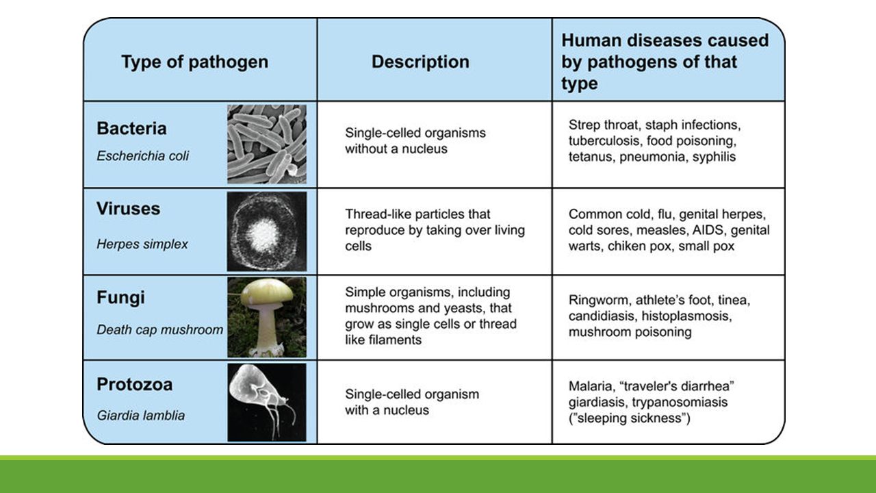 Human types. Types of bacteria. Бактерии вирусы грибы.