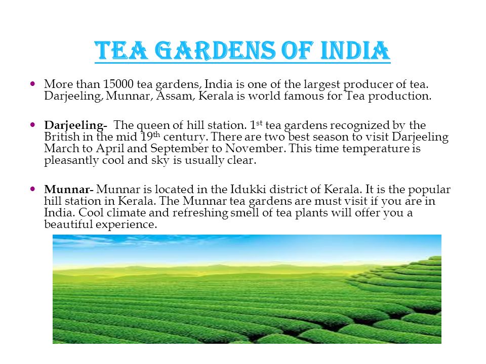 Tea Gardens of India More than tea gardens, India is one of the largest producer of tea.