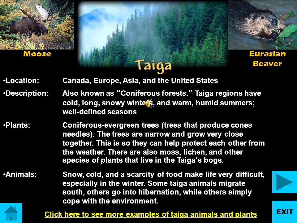 taiga examples