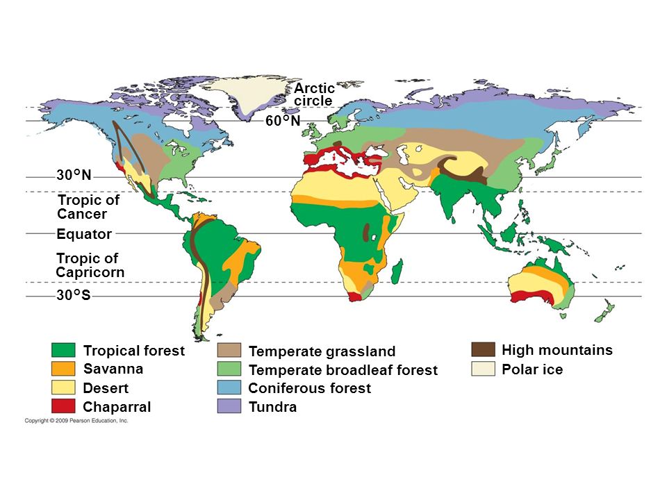 More world types. Temperate deciduous Forest Map. Биомы планеты земля. Terrestrial Biomes.