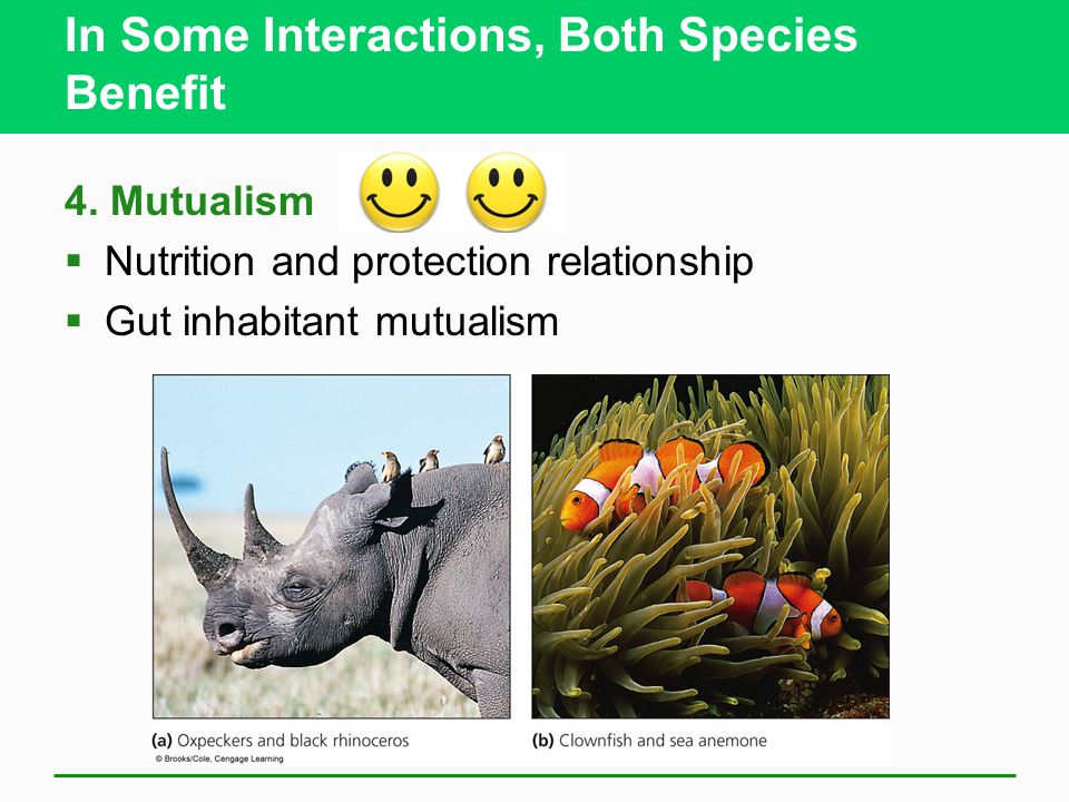 In Some Interactions, Both Species Benefit 4.