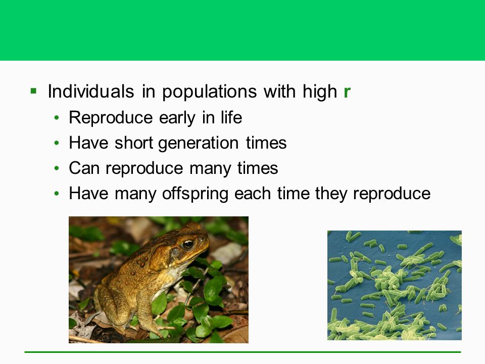 Individuals in populations with high r Reproduce early in life Have short generation times Can reproduce many times Have many offspring each time they reproduce