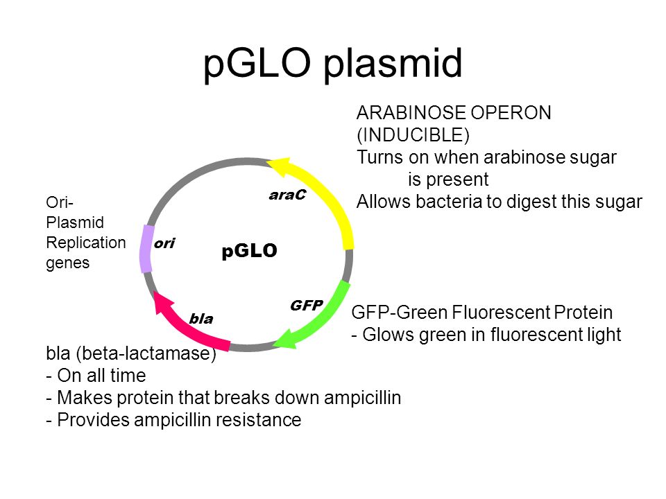 PGLO Transformation LAB AP LAB 6 BIO-RAD lab book pGLO ori bla GFP araC. -  ppt download