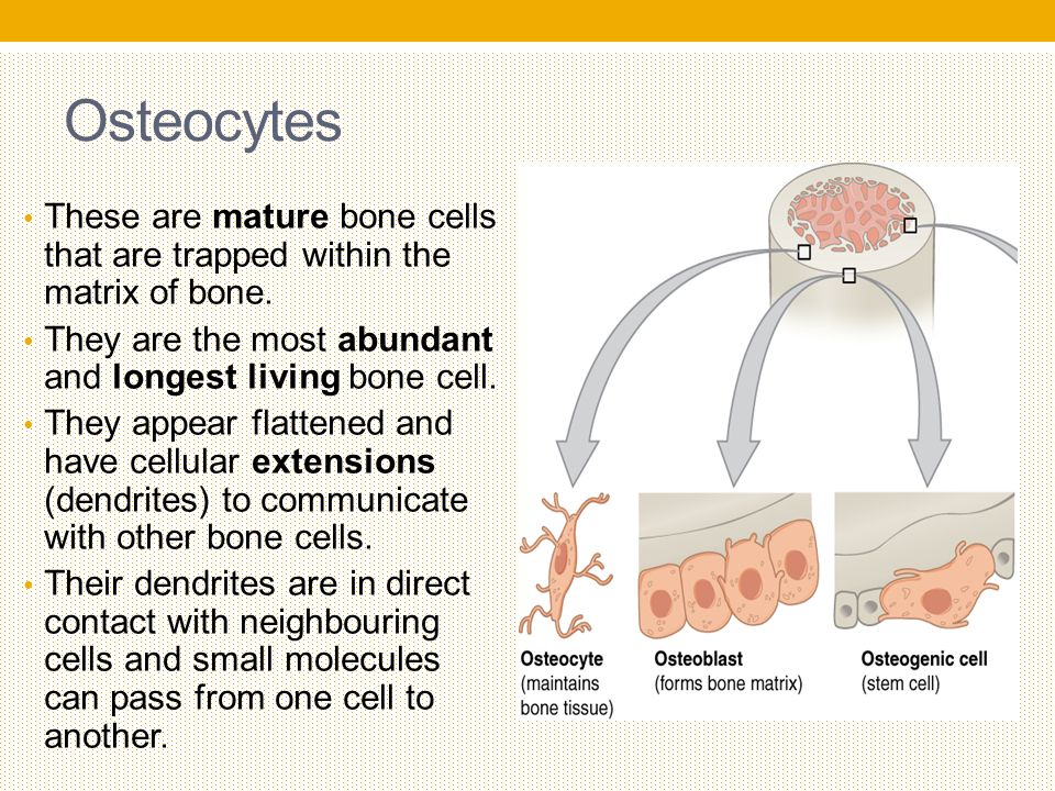 mature living bone cells Hot colombians porn