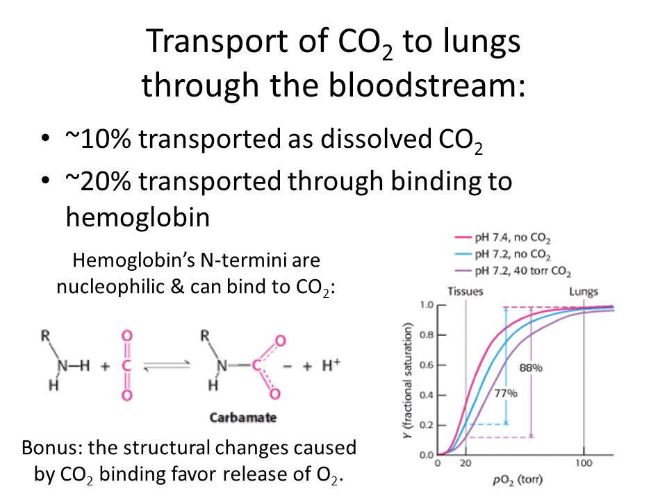 Transport of CO 2 to lungs through the bloodstream: ~10% transported as dissolved CO 2 ~20% transported through binding to hemoglobin Bonus: the structural changes caused by CO 2 binding favor release of O 2.