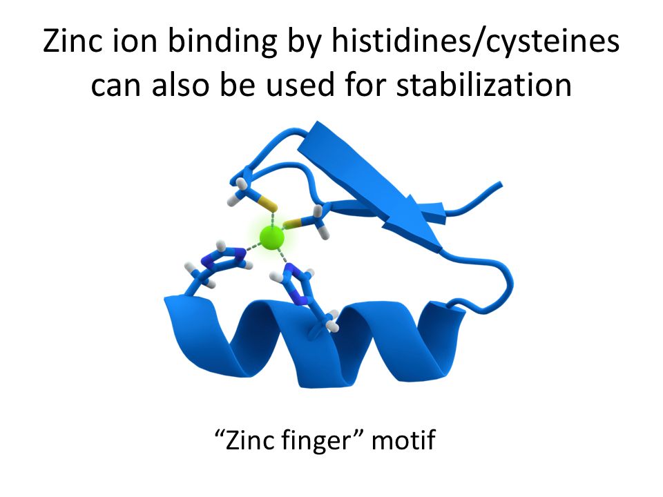 Zinc ion binding by histidines/cysteines can also be used for stabilization Zinc finger motif