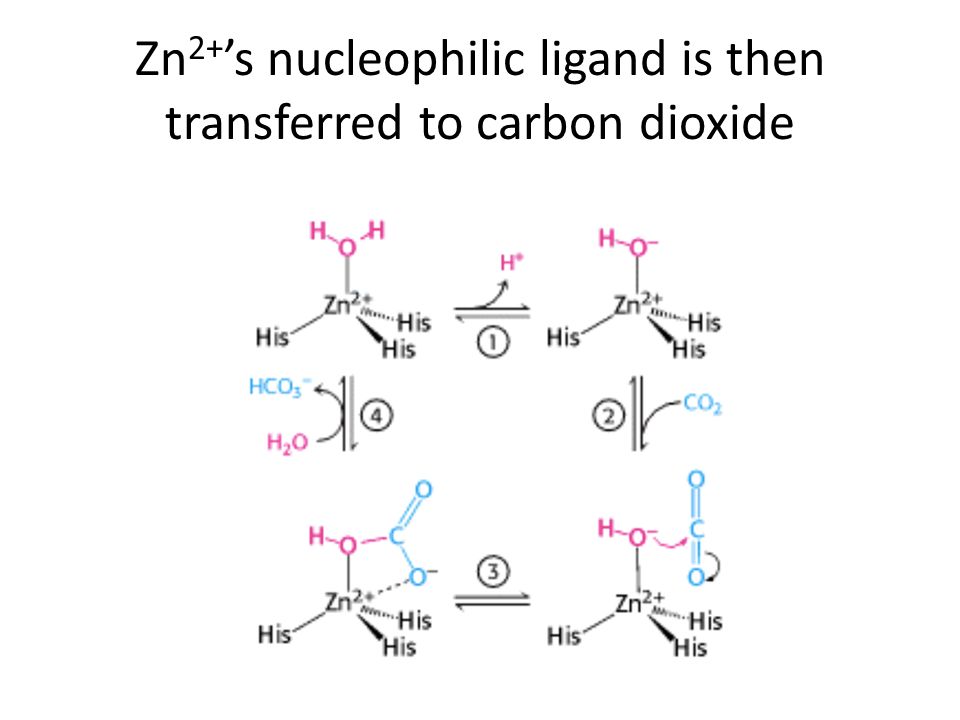 Zn 2+ ’s nucleophilic ligand is then transferred to carbon dioxide