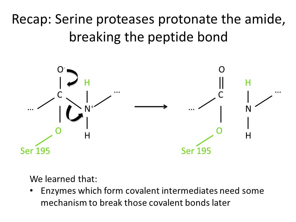 Recap: Serine proteases protonate the amide, breaking the peptide bond We learned that: Enzymes which form covalent intermediates need some mechanism to break those covalent bonds later N+N+ C O-O- H O … … Ser 195 H N C O H O … … H