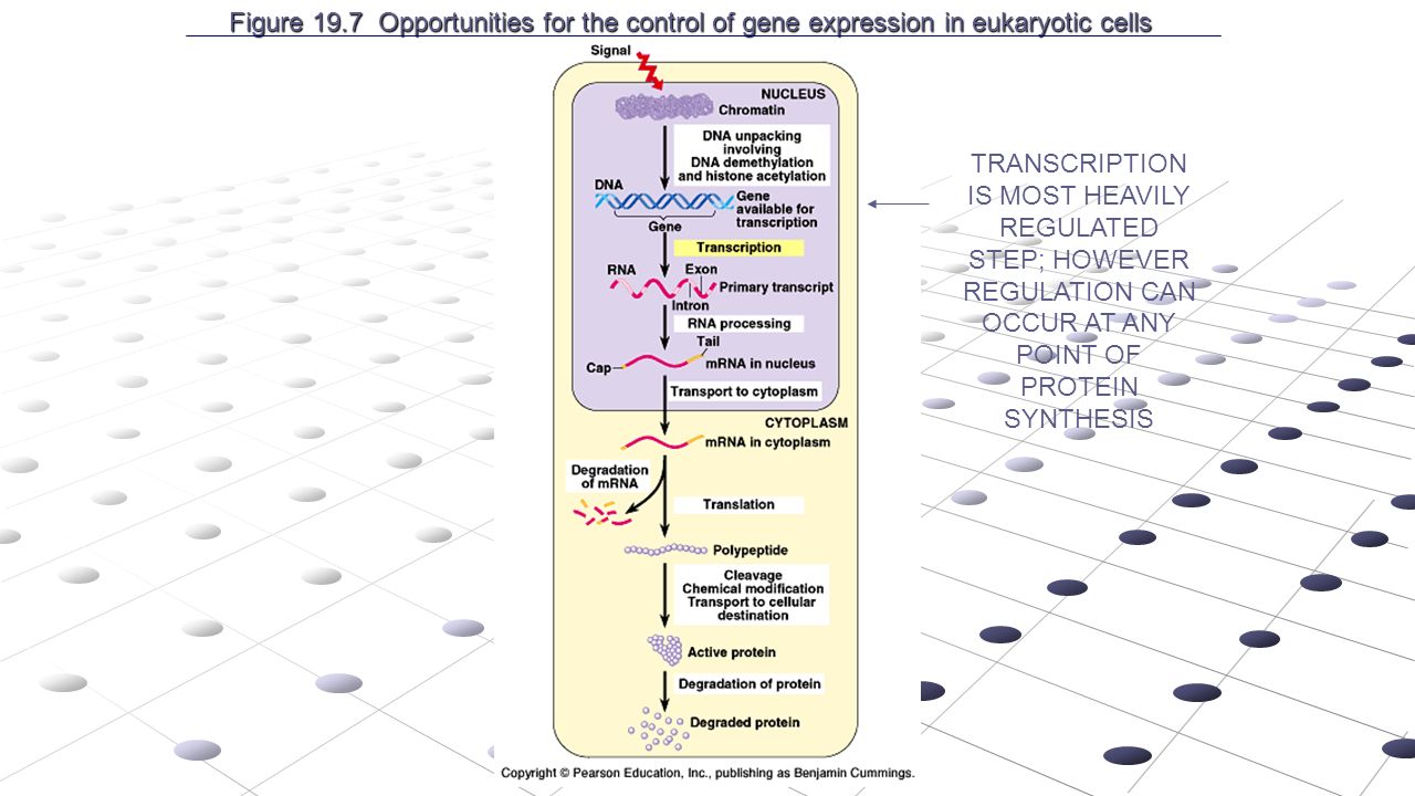 Regulation of Eukaryotic Gene Expression Key concepts in Expression of  Eukaryotic Genomes EACH CELL IN YOUR BODY CONTAINS ALL OF THE SAME DNA ; -  ppt download