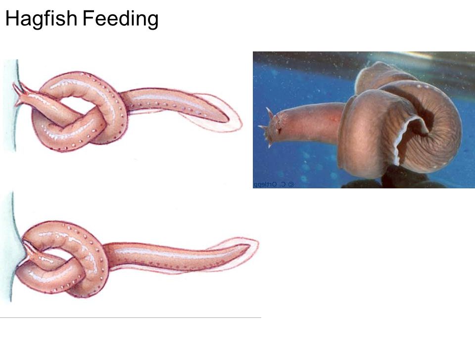 Hagfish Feeding