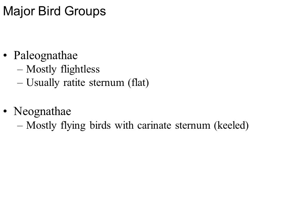 Major Bird Groups Paleognathae –Mostly flightless –Usually ratite sternum (flat) Neognathae –Mostly flying birds with carinate sternum (keeled)