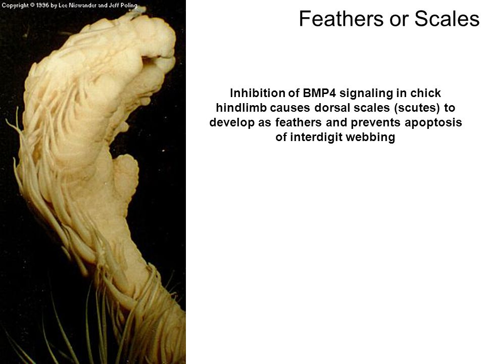 Feathers or Scales Inhibition of BMP4 signaling in chick hindlimb causes dorsal scales (scutes) to develop as feathers and prevents apoptosis of interdigit webbing