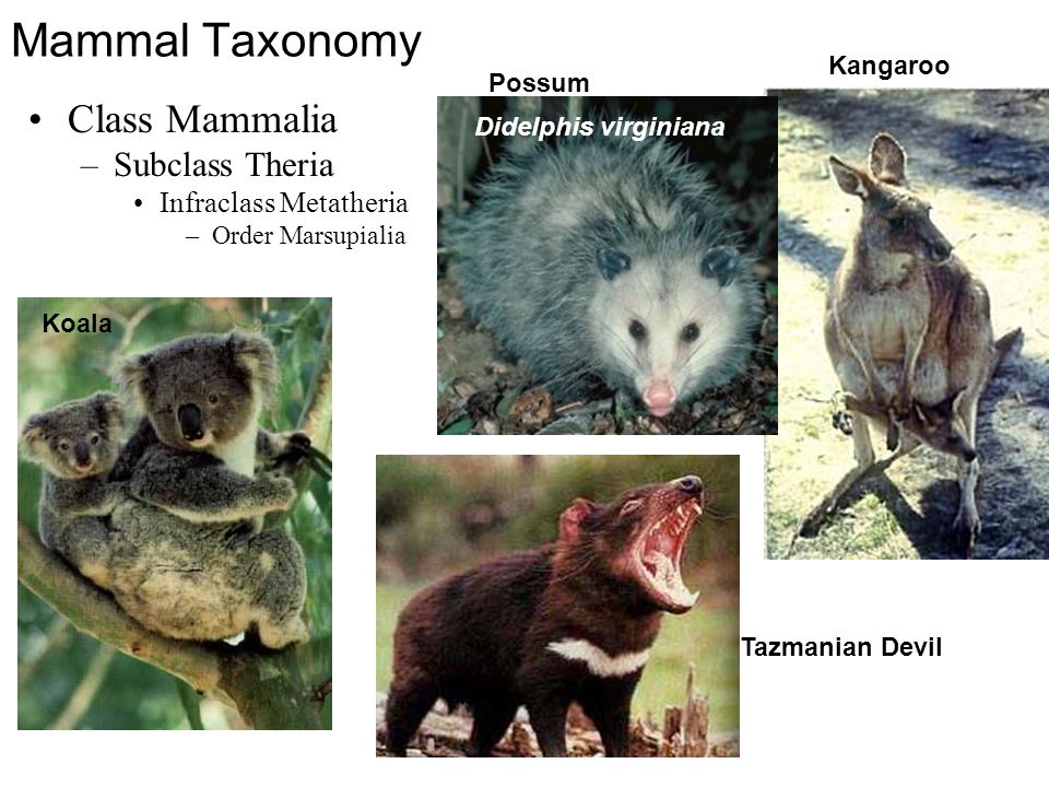 Mammal Taxonomy Class Mammalia –Subclass Theria Infraclass Metatheria –Order Marsupialia Koala Possum Kangaroo Tazmanian Devil Didelphis virginiana