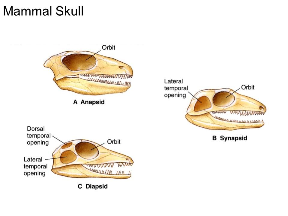 Mammal Skull