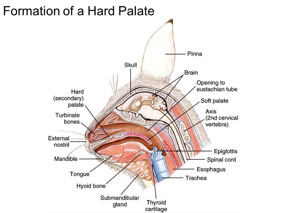 Formation of a Hard Palate