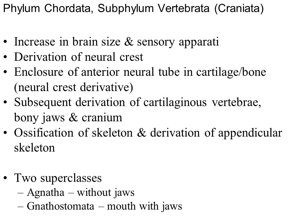 Phylum Chordata, Subphylum Vertebrata (Craniata) Increase in brain size & sensory apparati Derivation of neural crest Enclosure of anterior neural tube in cartilage/bone (neural crest derivative) Subsequent derivation of cartilaginous vertebrae, bony jaws & cranium Ossification of skeleton & derivation of appendicular skeleton Two superclasses –Agnatha – without jaws –Gnathostomata – mouth with jaws