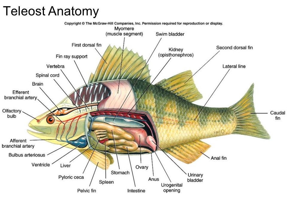 Teleost Anatomy