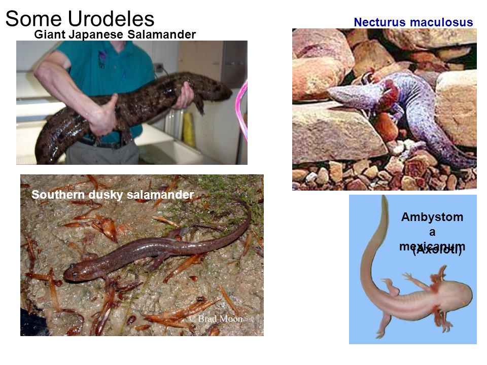 Some Urodeles Necturus maculosus Giant Japanese Salamander Southern dusky salamander Ambystom a mexicanum (Axolotl)
