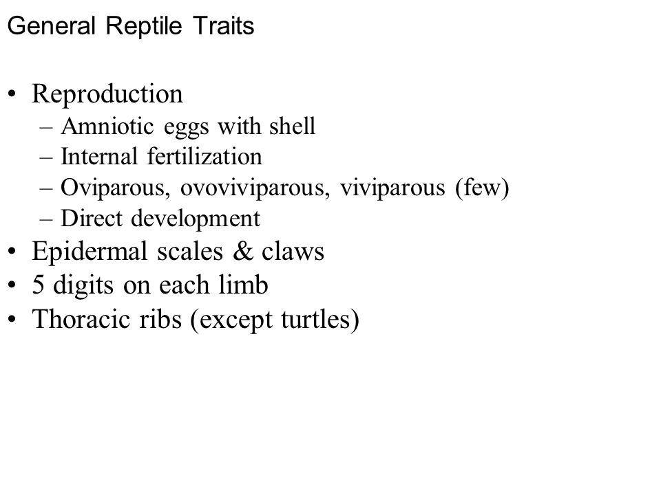 General Reptile Traits Reproduction –Amniotic eggs with shell –Internal fertilization –Oviparous, ovoviviparous, viviparous (few) –Direct development Epidermal scales & claws 5 digits on each limb Thoracic ribs (except turtles)