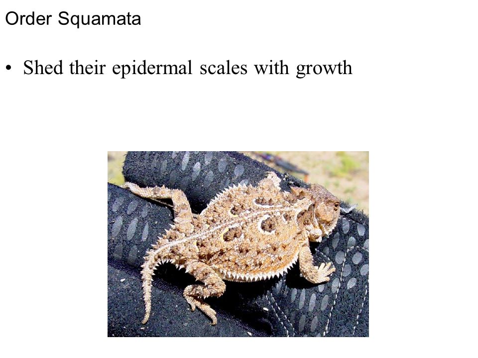 Order Squamata Shed their epidermal scales with growth