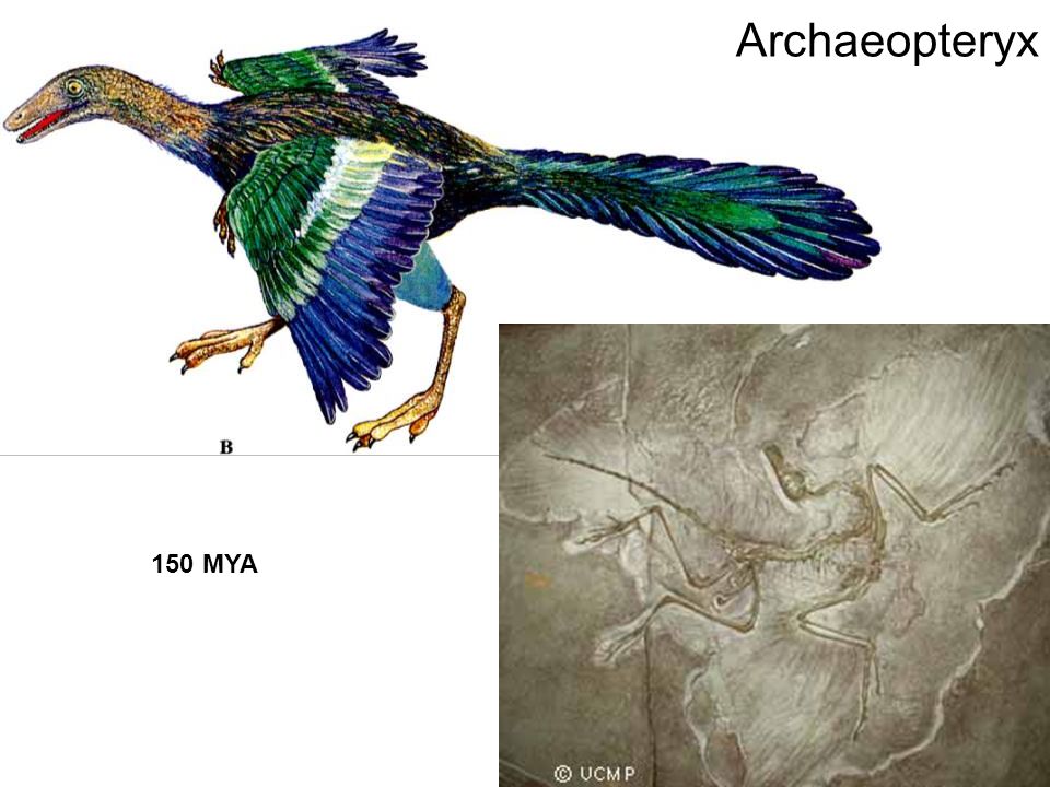 Archaeopteryx 150 MYA