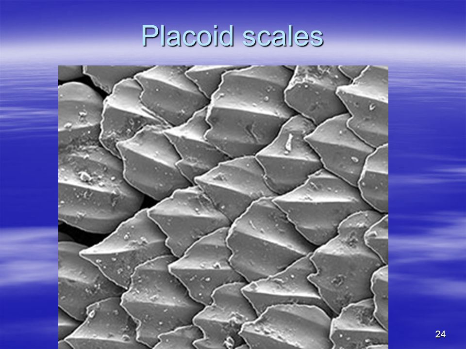 24 Placoid scales