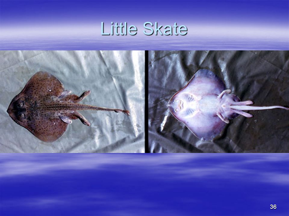 36 Little Skate