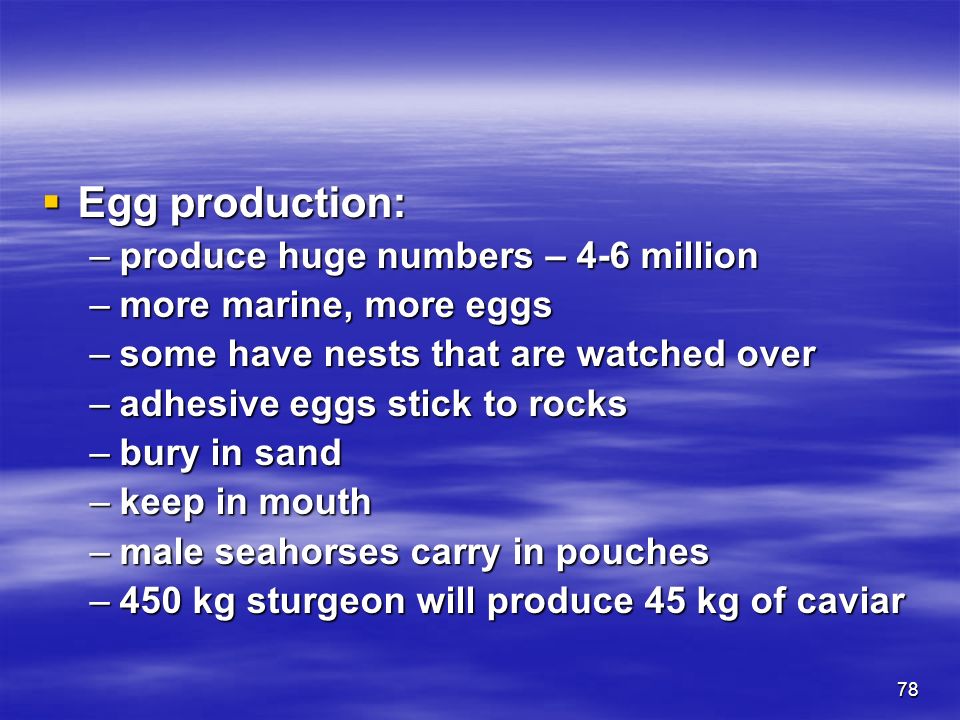 78  Egg production: –produce huge numbers – 4-6 million –more marine, more eggs –some have nests that are watched over –adhesive eggs stick to rocks –bury in sand –keep in mouth –male seahorses carry in pouches –450 kg sturgeon will produce 45 kg of caviar
