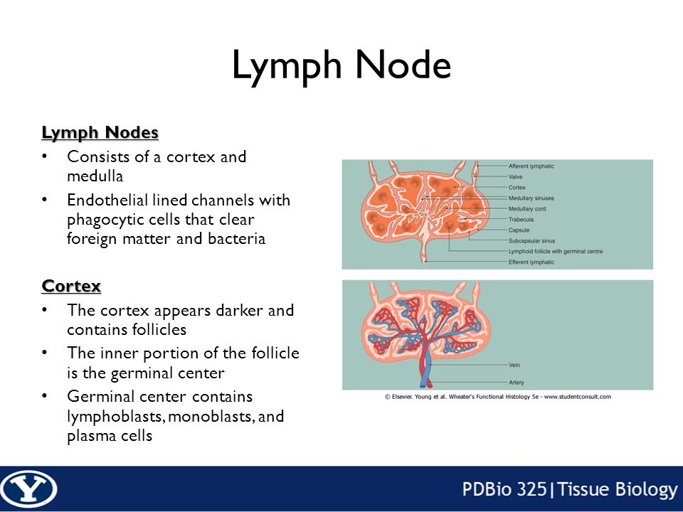 38 lymph node