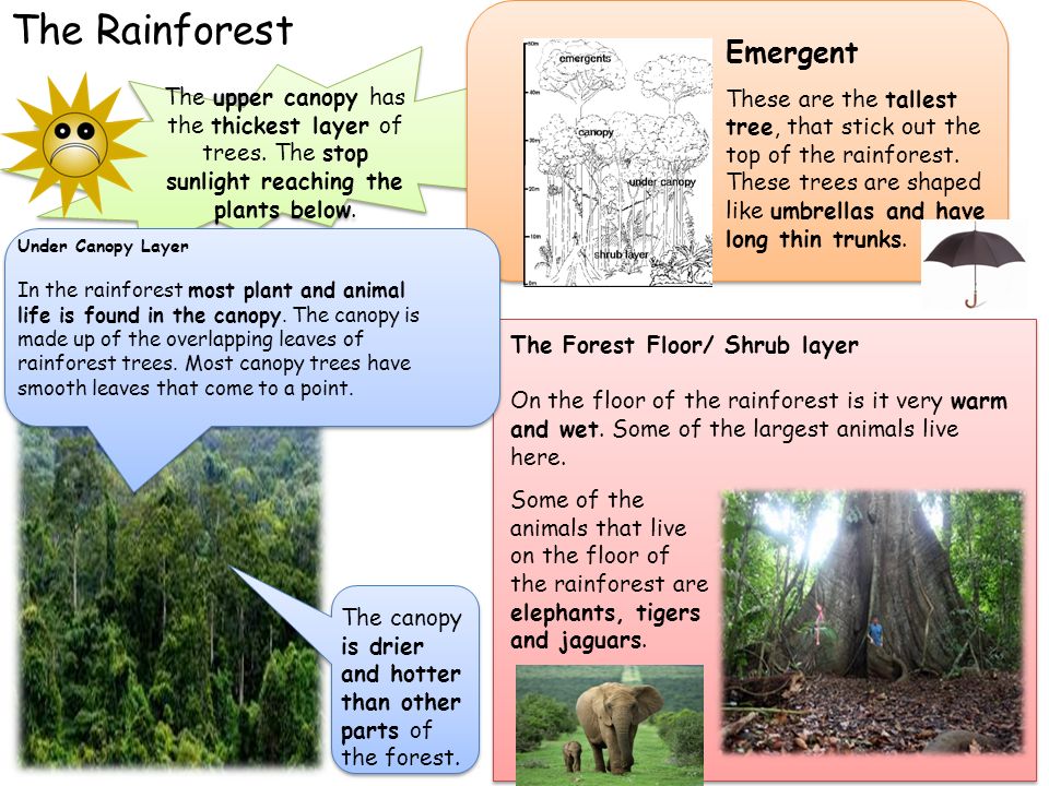 What is inside the rainforest? Are all the plants the same? Why? - ppt  download