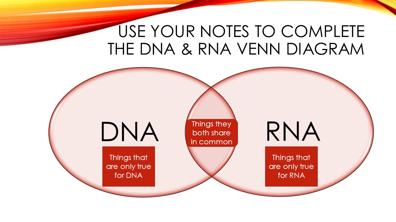 Rna And Dna Venn Diagram Data Diagram Medis