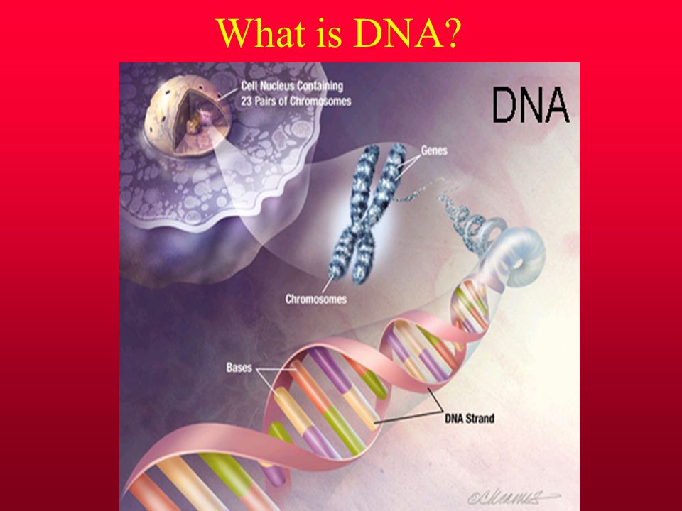 Ген геном генетические аппараты. ДНК В ядре. ДНК В ядре клетки. Ядерная ДНК. ДНК В ядрышке.