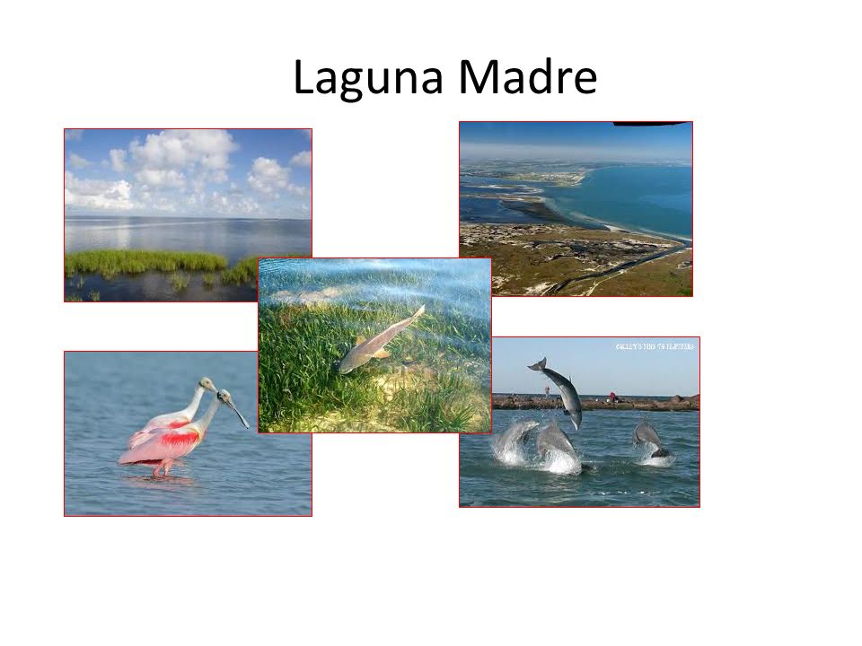 Laguna Madre