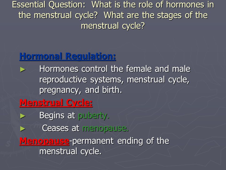 What are the Stages of the Menstrual Cycle?